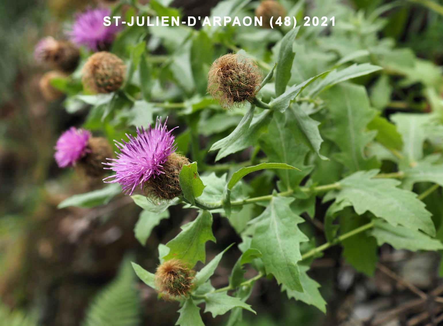 Knapweed, Plume